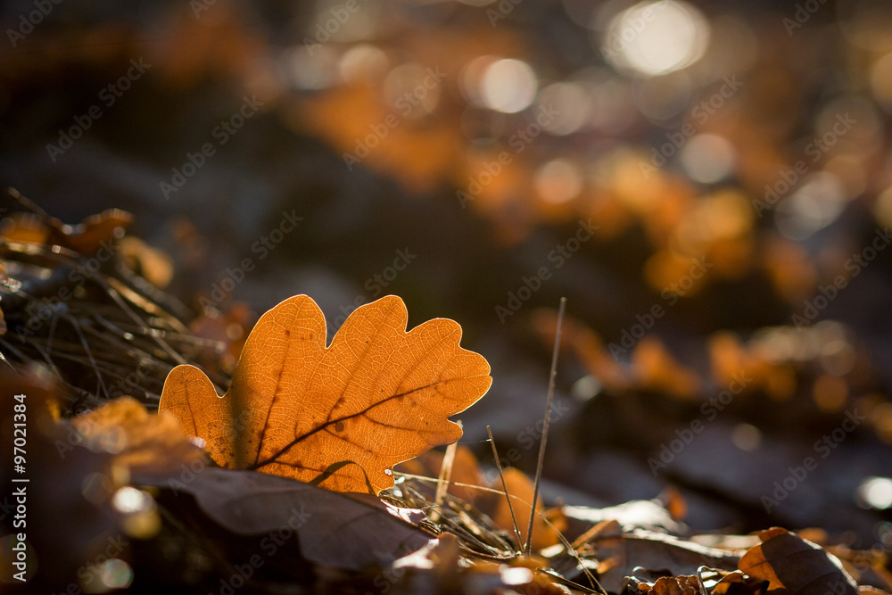 Detail from sunny autumn forest Detail from sunny autumn forest