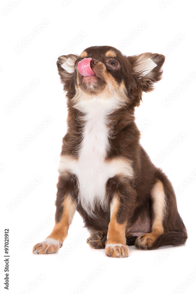 Fototapeta premium chihuahua puppy looking up and licking nose