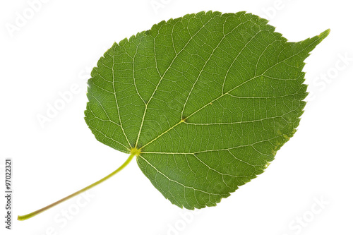 linden leaf isolated