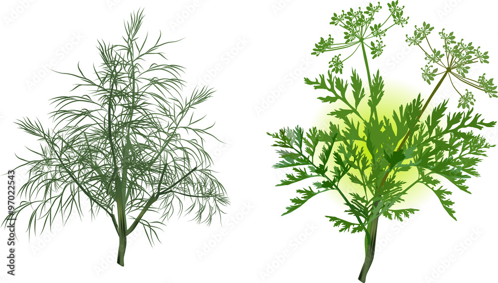 green celery and dill isolated on white green celery and dill isolated on white