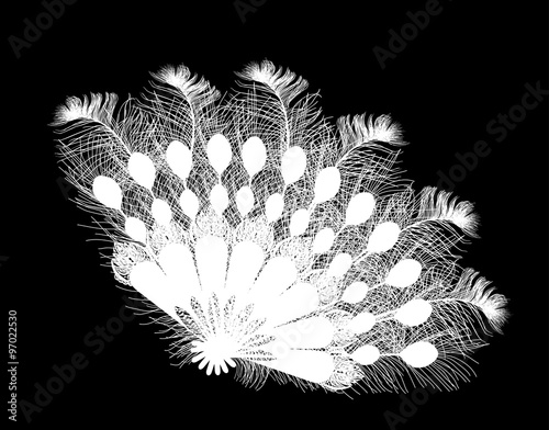 white peacock feather fan isolated on black