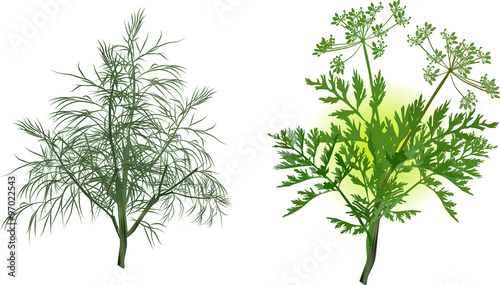 green celery and dill isolated on white