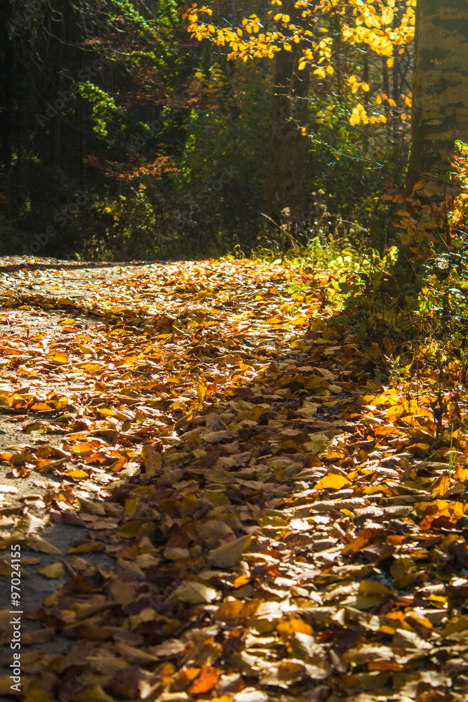 Obraz premium Herbstlaub am Wegrand