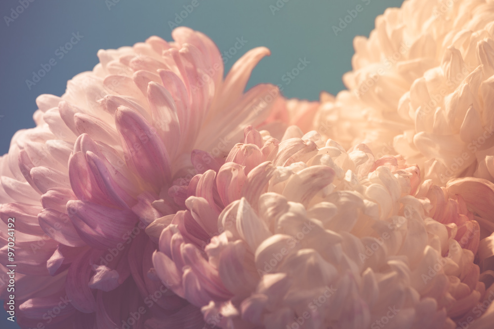 Naklejka premium gentle flower of chrysanthemum