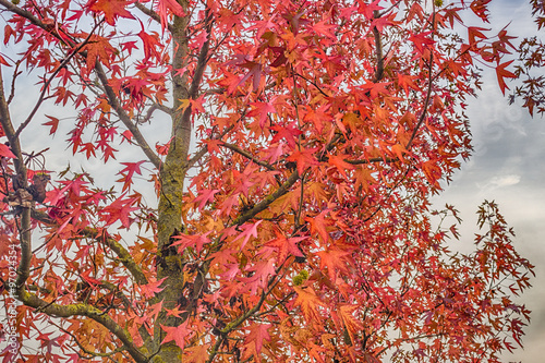 red maple leaves © Vivida Photo PC