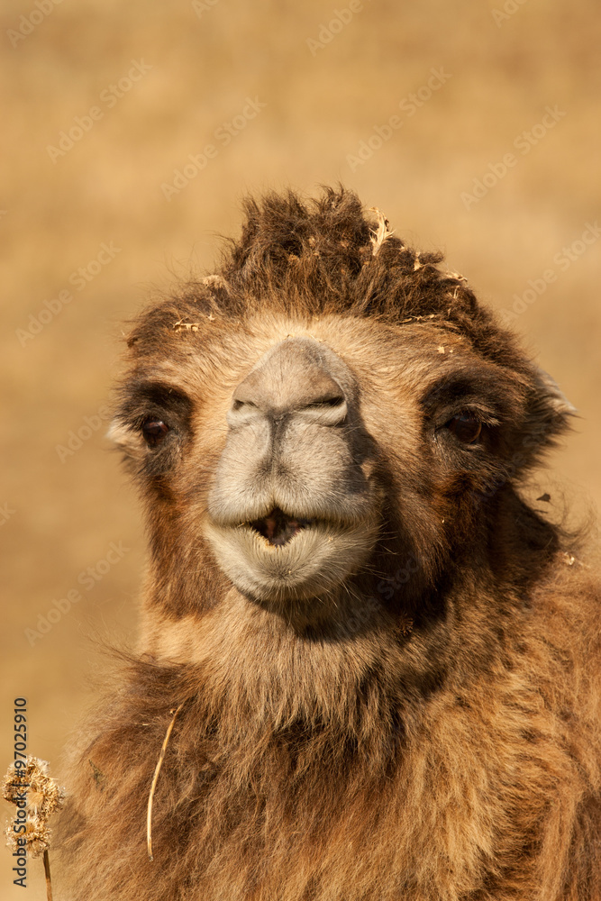 Camel in the Steppe of Kazakhstan, Central Asia