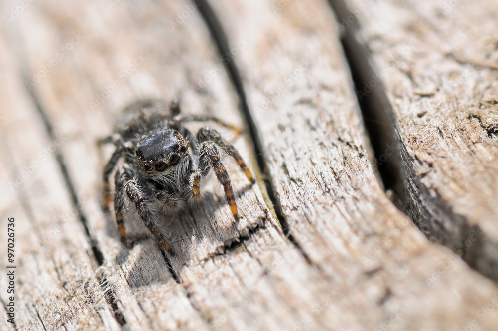 Obraz premium Ragno salterino