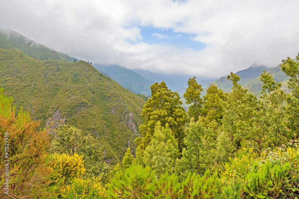 Green nature of Madeira