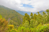 Green nature of Madeira