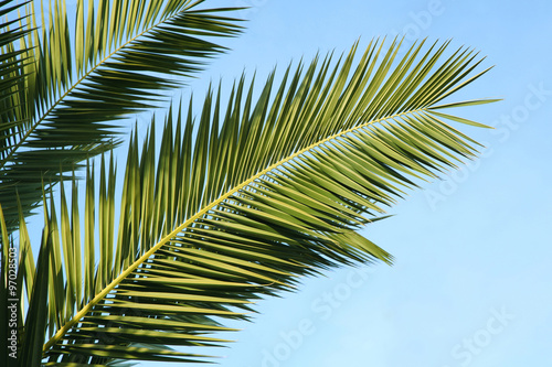 Feuille de palmier des Canaries