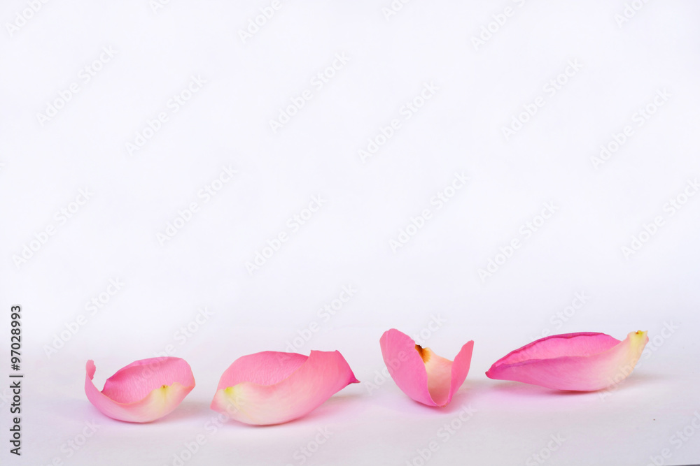 Romantic empty grey white serene background with four pink rose leaves with empty room copy space