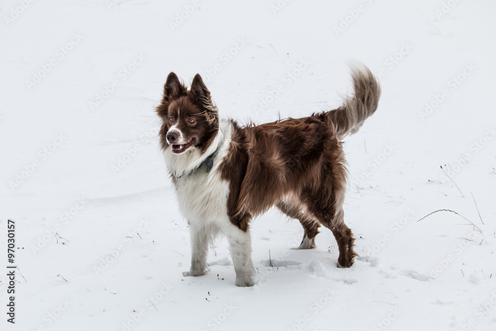 Border Collie Hund im Schnee