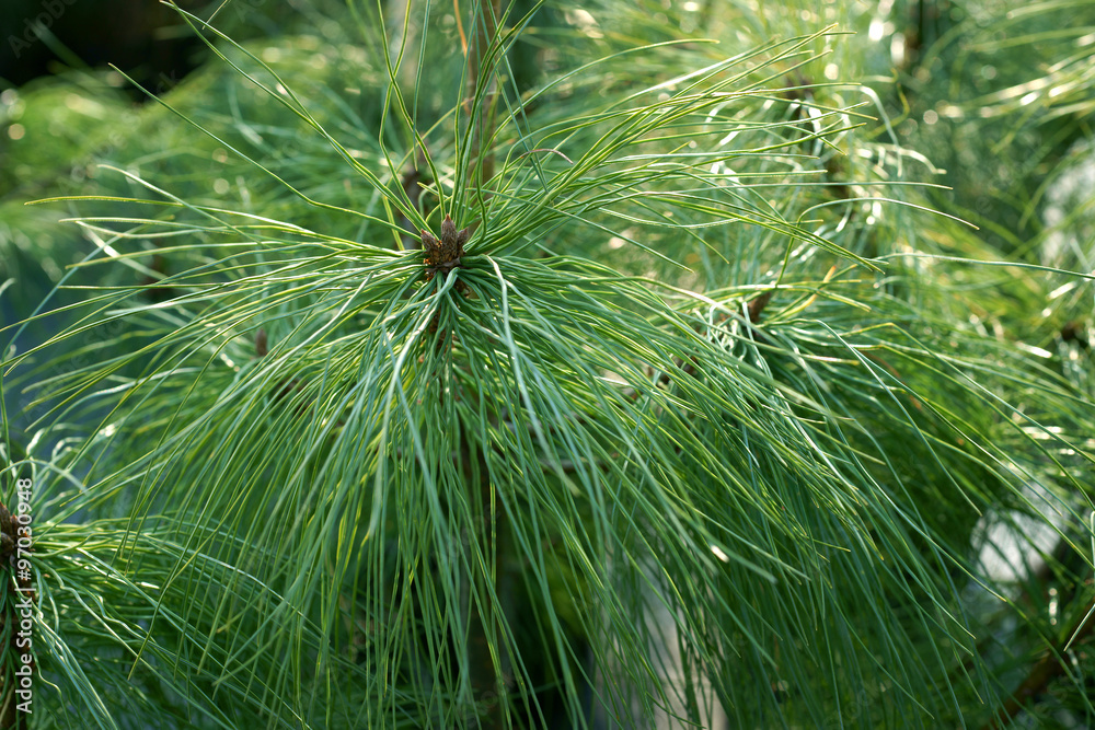 Pinus walichiana ( griffithii ) long beautiful needles Pinus walichiana ( griffithii ) long beautiful needles