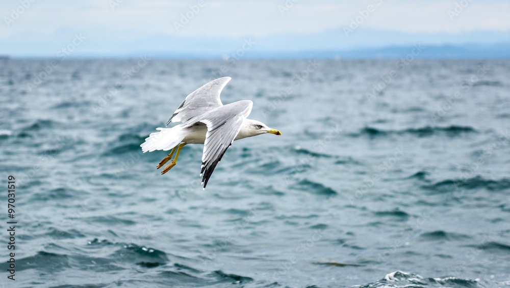 Seagull is flying and soaring in over the sea Seagull is flying and soaring in over the sea