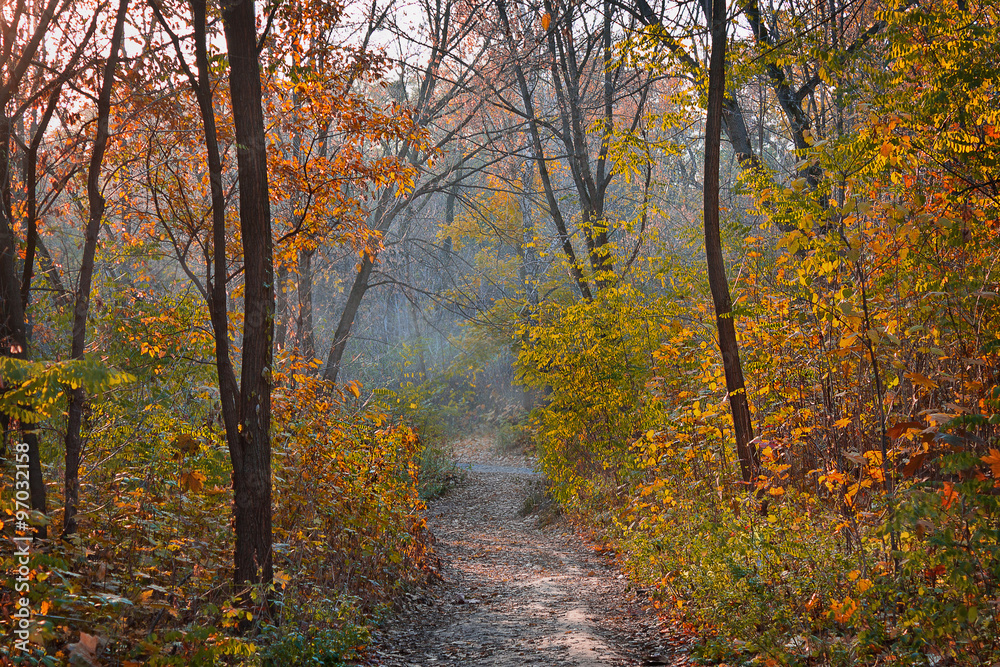Trail in yellow autumn deciduous forest