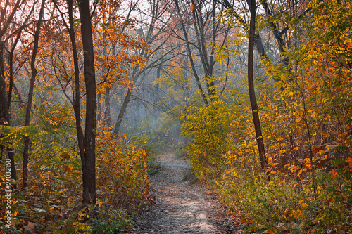 Trail in yellow autumn deciduous forest
