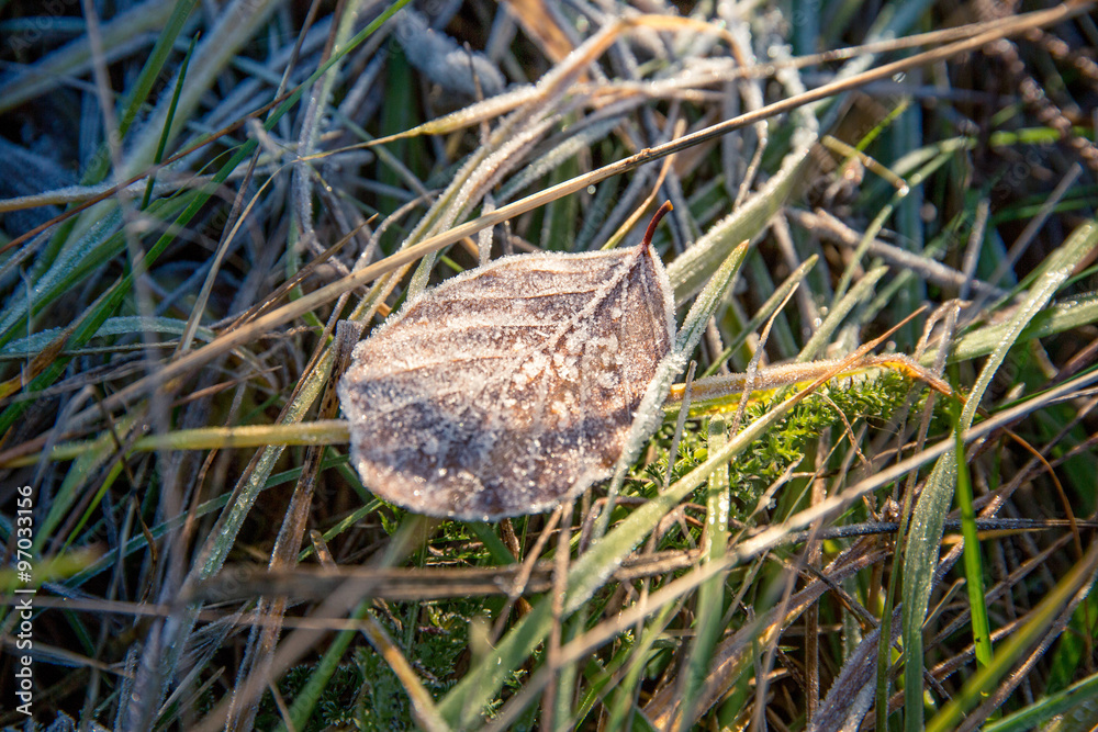 Frozen autumnal leaf and a meadow. Frozen autumnal leaf and a meadow.