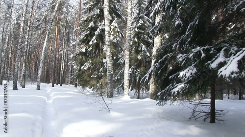 Wallpaper Mural Winter forest, snow-covered fir branch close-up 
 Torontodigital.ca