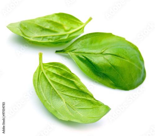 Basil leaves on white