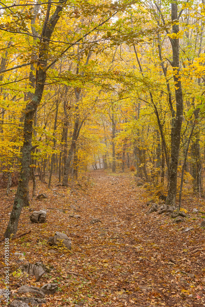 Earth road in Crimean beech-wood forest at misty autumnal day