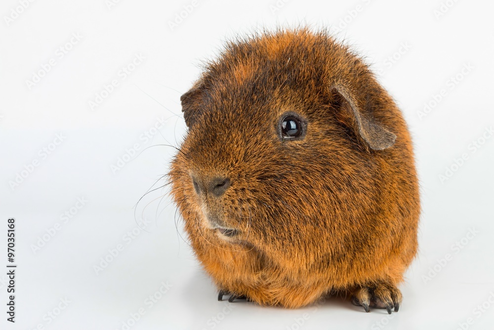 Guinea Pig. Stock image macro.