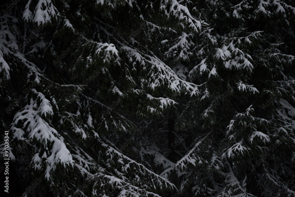 Fototapeta premium christmas evergreen pine tree covered with fresh snow