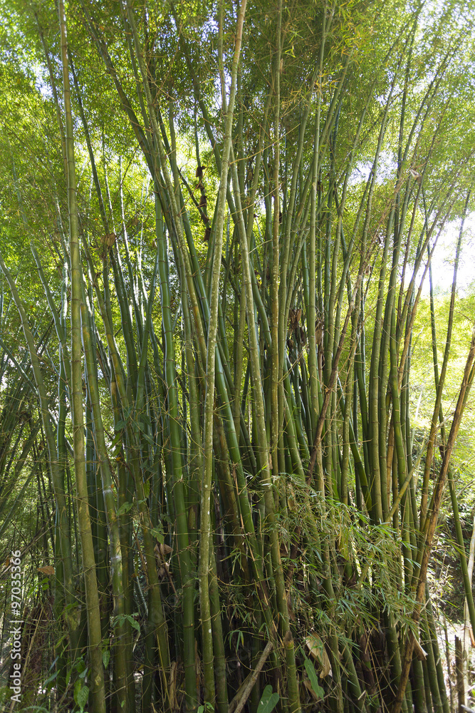 Fototapeta premium Bamboo forest in Colombia