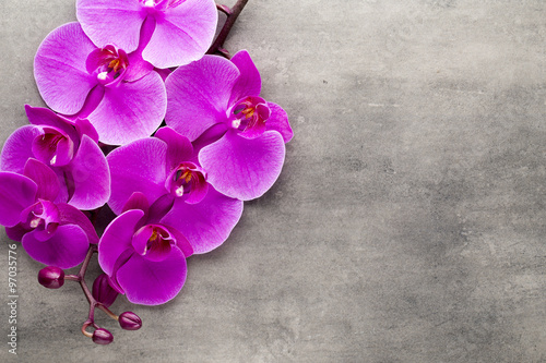 Fototapeta Naklejka Na Ścianę i Meble -  Beautiful pink orchid on a gray background.