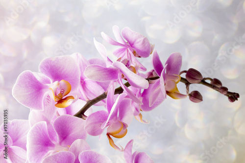 Fototapeta Naklejka Na Ścianę i Meble -  Beautiful pink orchid on a gray background.
