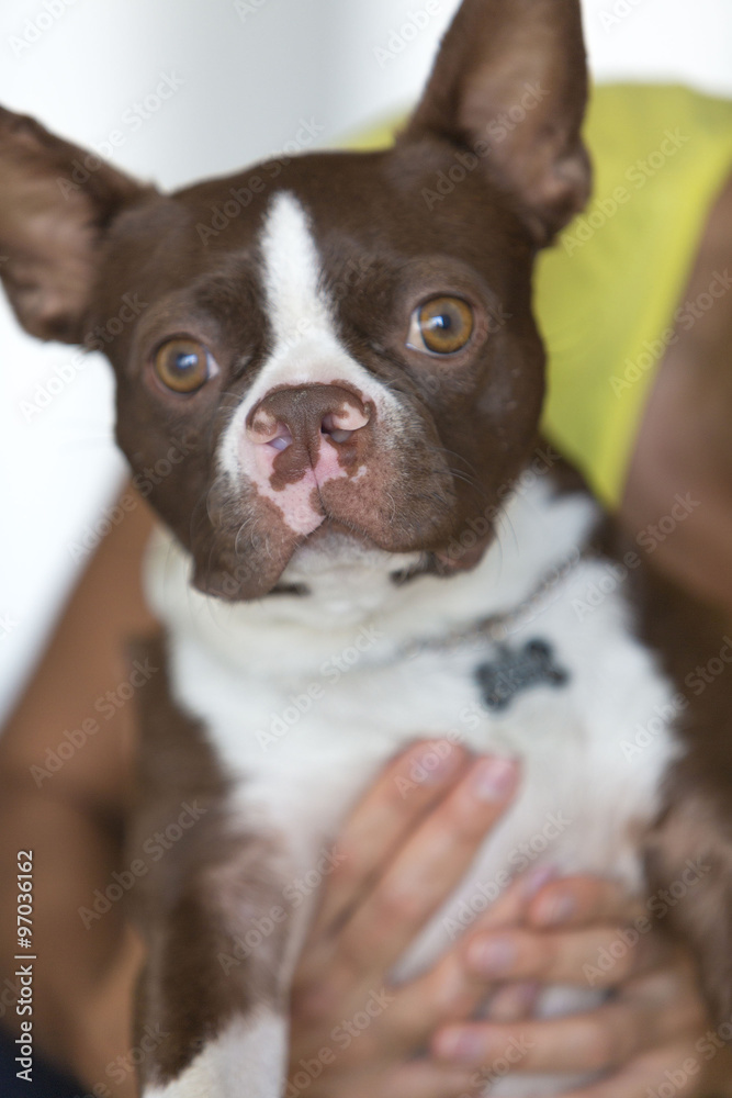 English white and chestnut bulldog English white and chestnut bulldog