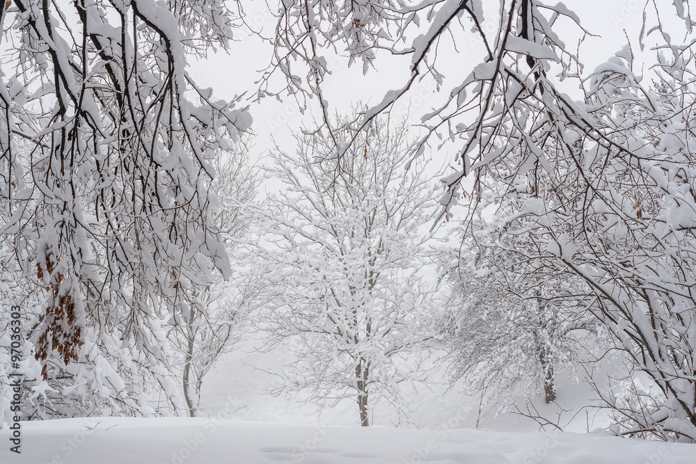 snowy winter landscape in park snowy winter landscape in park