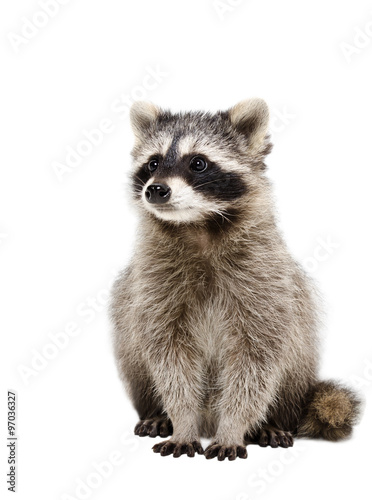 Portrait of adorable raccoon isolated on white background