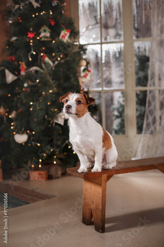 Dog breed Jack Russell Terrier holiday, Christmas and New Year