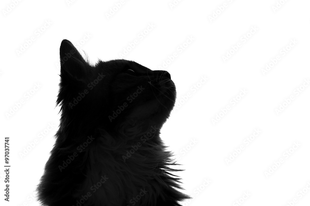 silhouette of fluffy cat on a white background silhouette of fluffy cat on a white background