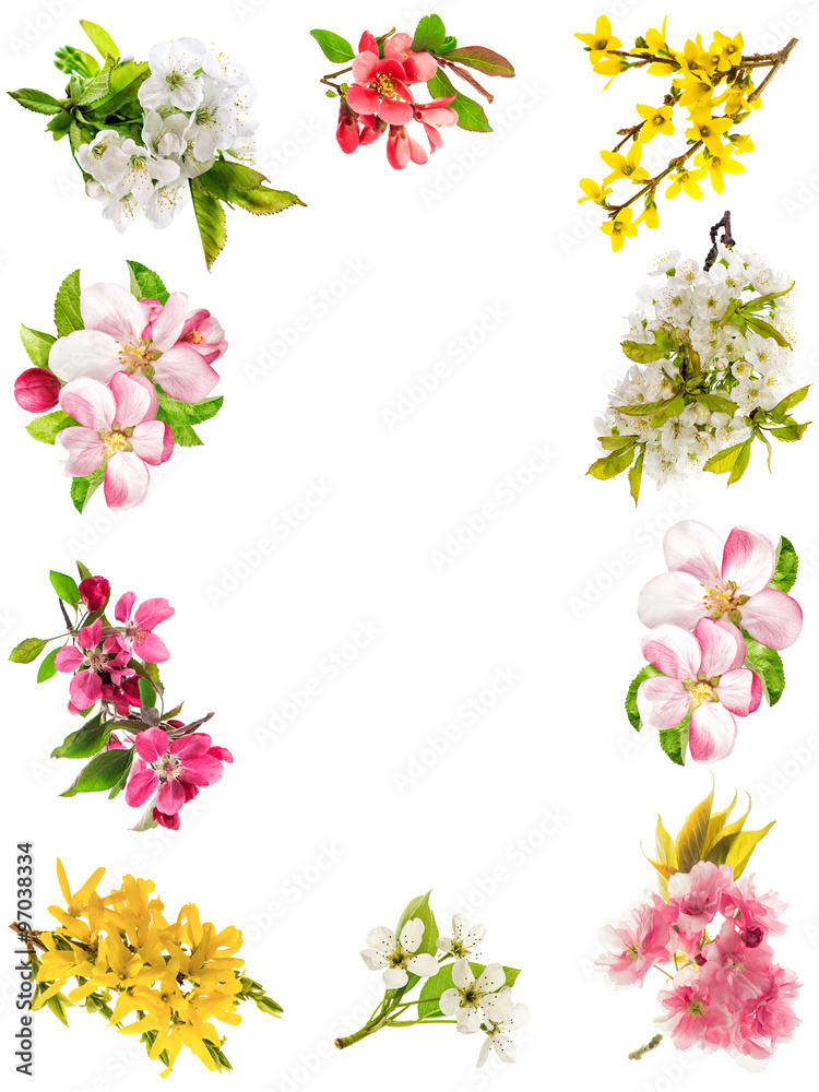 Frame from blossoms of apple tree, cherry twig, pear, forsythia Frame from blossoms of apple tree, cherry twig, pear, forsythia