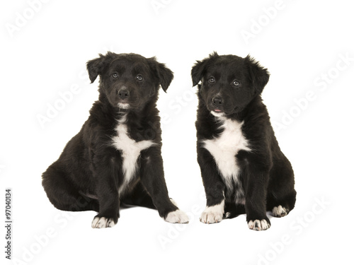 Two cute black and white  sitting border collie puppy dogs isolated on a white background