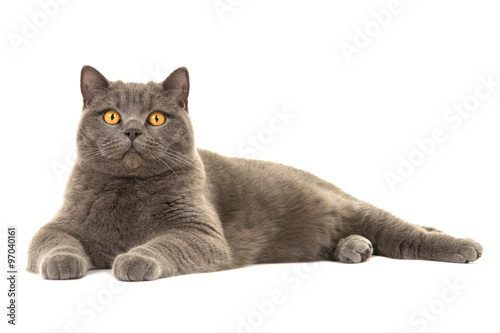 Fototapeta Naklejka Na Ścianę i Meble -  Pretty grey british shorthair cat lying down on the floor isolated on a white background