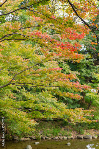 紅葉したもみじ