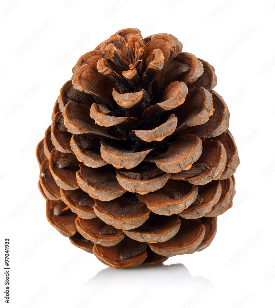 Pine Cone Pine Cone
