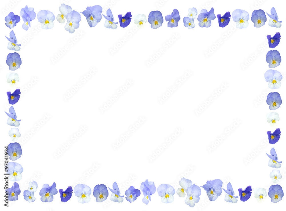 Violet purple flower background frame isolated on white. Violet purple flower background frame isolated on white.