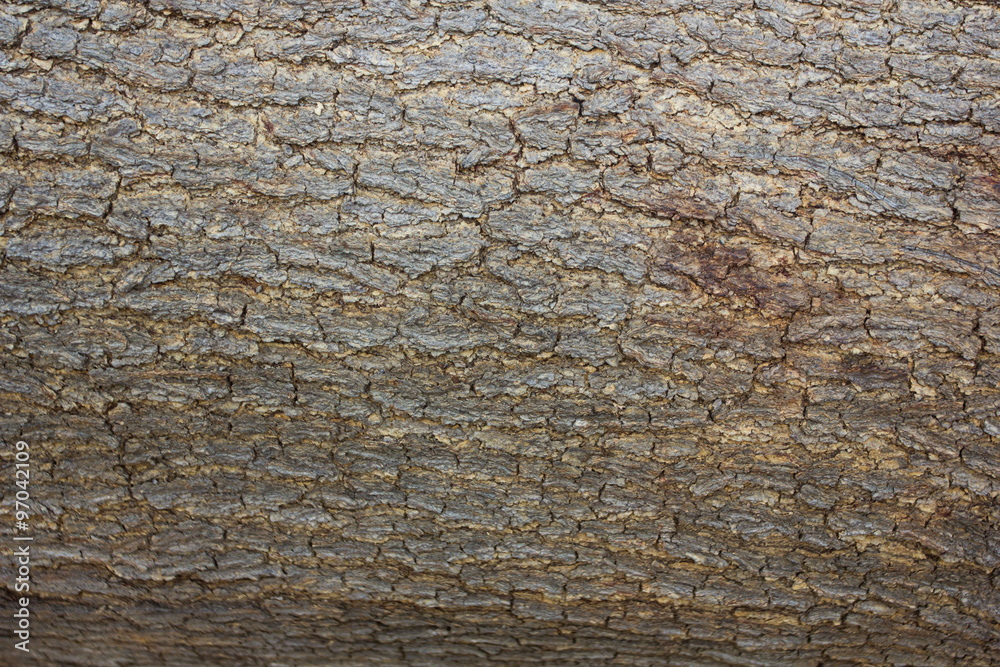 Obraz premium Wooden bark background