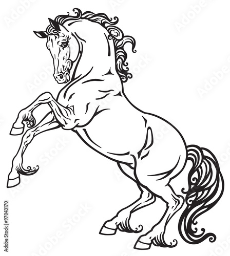 horse black and white