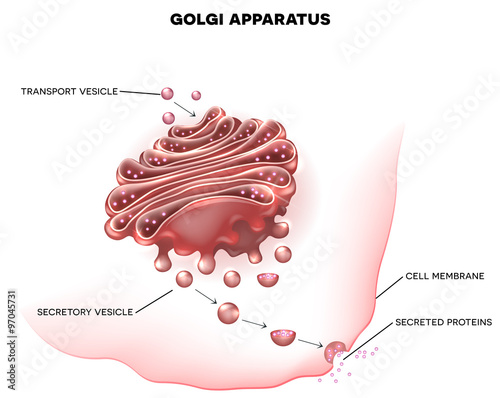 Golgi apparatus photo