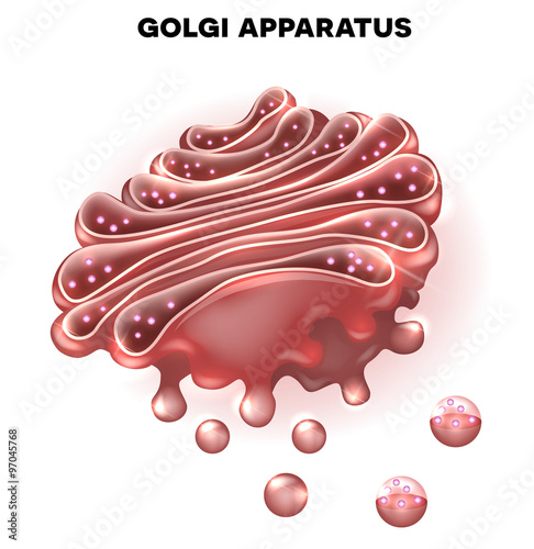 Golgi apparatus a part of the eukaryotic cell. Detailed illustration photo