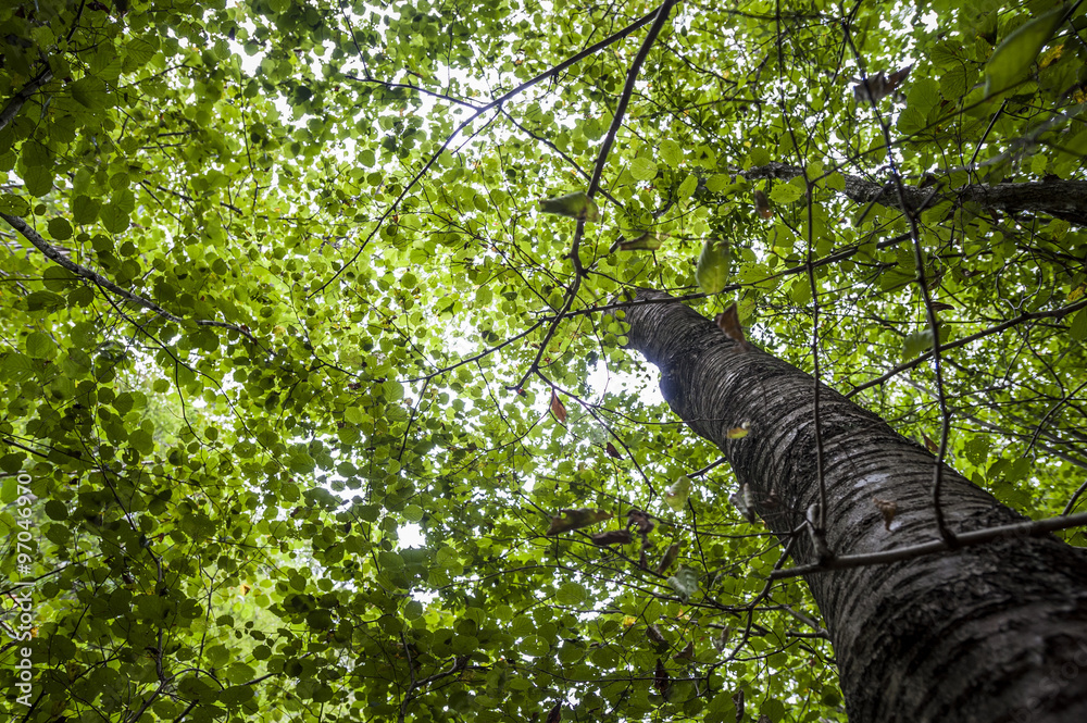 Fototapeta premium Green tree