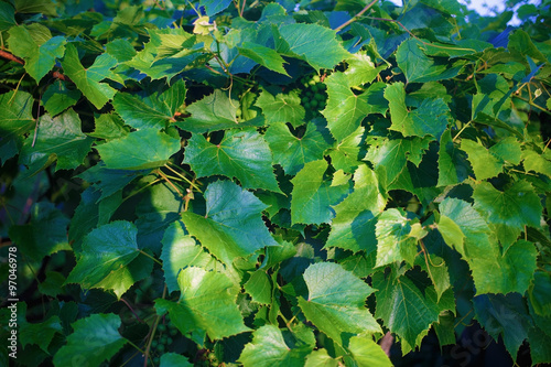 Green grape leaves