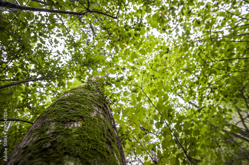 Fototapeta premium Green forest