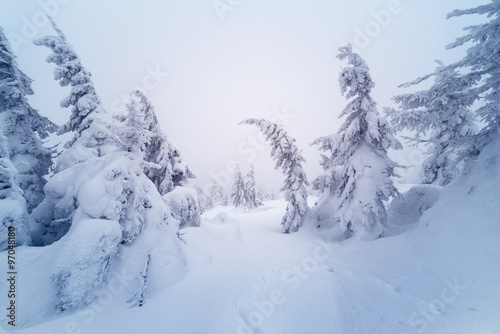 Winter landscape in forest