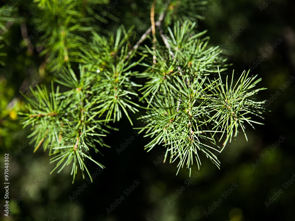 Fir Tree. Fir Tree.
