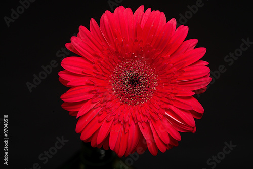 Big red gerbera daisy bud closeup isolated on black background